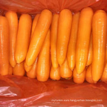 Medium Size New Fresh Carrot in 10kg Carton